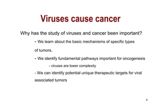 Viruses cause cancer Why has the study of viruses and cancer been important? -  We learn about the basic mechanisms of specific types  of tumors . -  We identify fundamental pathways important for oncogenesis - viruses are lower complexity - We can identify potential unique therapeutic targets for viral associated tumors 