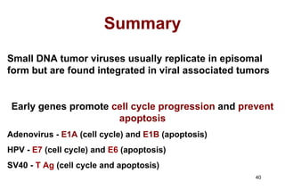 Summary Small DNA tumor viruses usually replicate in episomal form but are found integrated in viral associated tumors Early genes promote  cell cycle progression  and  prevent apoptosis Adenovirus -  E1A  (cell cycle) and  E1B  (apoptosis) HPV -  E7  (cell cycle) and  E6  (apoptosis) SV40 -  T Ag  (cell cycle and apoptosis) 