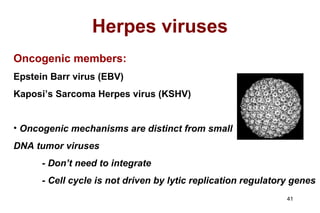 Herpes viruses Oncogenic members: Epstein Barr virus (EBV) Kaposi’s Sarcoma Herpes virus (KSHV) Oncogenic mechanisms are distinct from small  DNA tumor viruses - Don’t need to integrate - Cell cycle is not driven by lytic replication regulatory genes 