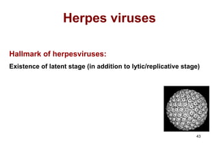 Herpes viruses Hallmark of herpesviruses: Existence of latent stage (in addition to lytic/replicative stage) 