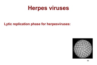 Herpes viruses Lytic replication phase for herpesviruses: 