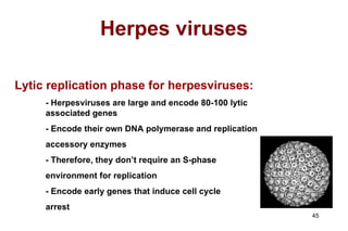 Herpes viruses Lytic replication phase for herpesviruses: - Herpesviruses are large and encode 80-100 lytic  associated genes - Encode their own DNA polymerase and replication  accessory enzymes - Therefore, they don’t require an S-phase environment for replication - Encode early genes that induce cell cycle arrest 