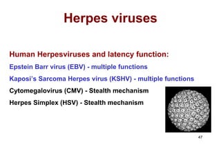 Herpes viruses Human Herpesviruses and latency function: Epstein Barr virus (EBV) - multiple functions Kaposi’s Sarcoma Herpes virus (KSHV) - multiple functions Cytomegalovirus (CMV) - Stealth mechanism Herpes Simplex (HSV) - Stealth mechanism 
