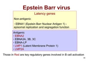 Epstein Barr virus Latency genes Non-antigenic EBNA1 (Epstein Barr Nuclear Antigen 1) - episomal replication and segregation function Antigenic  EBNA2 EBNA3A, 3B, 3C EBNA-LP LMP1  (Latent Membrane Protein 1) LMP2A  Those in  Red  are key regulatory genes involved in B cell activation 