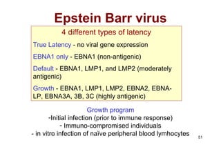 Epstein Barr virus 4 different types of latency True Latency  - no viral gene expression EBNA1 only  - EBNA1 (non-antigenic) Default  - EBNA1, LMP1, and LMP2 (moderately antigenic) Growth  - EBNA1, LMP1, LMP2, EBNA2, EBNA-LP, EBNA3A, 3B, 3C (highly antigenic) Growth program Initial infection (prior to immune response) Immuno-compromised individuals - in vitro infection of naïve peripheral blood lymhocytes 