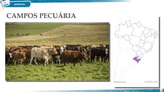 CAMPOS PECUÁRIA
11
 
