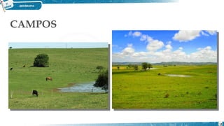 CAMPOS
12
 