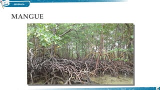MANGUE
14
 
