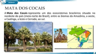 MATA DOS COCAIS
A Mata dos Cocais representa um dos ecossistemas brasileiros situado no
nordeste do país (meio-norte do Brasil), entre os biomas da Amazônia, a oeste,
a Caatinga, a leste e Cerrado, ao sul.
15
 