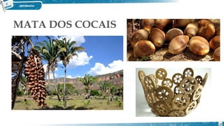 MATA DOS COCAIS
17
 