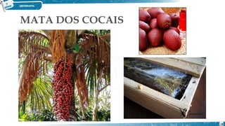 MATA DOS COCAIS
18
 