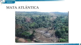 MATA ATLÂNTICA
6
 