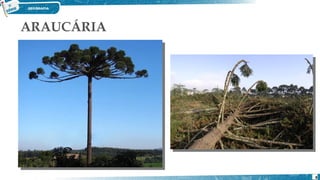ARAUCÁRIA
8
 
