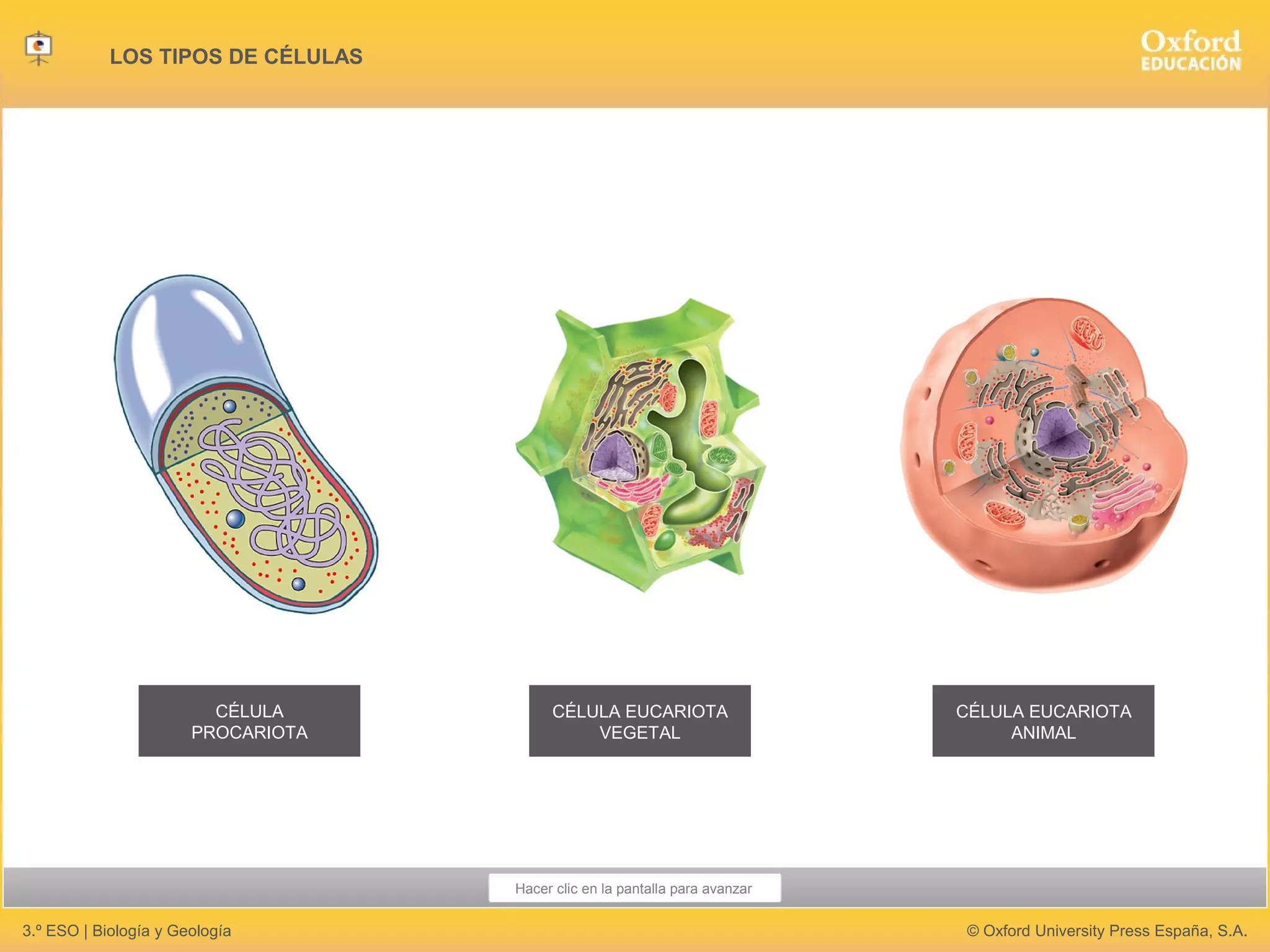 3º ESO tipos_de_celulas | PPT