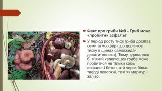  Факт про гриби №9 - Гриб може
«пробити» асфальт
 У період росту тиск гриба досягає
семи атмосфер (що дорівнює
тиску в шинах самоскида-
десятитонника). Тому, здавалося
б, м'який капелюшок гриба може
пробитися не тільки крізь
асфальт і бетон, а й через більш
тверді поверхні, такі як мармур і
залізо.
 