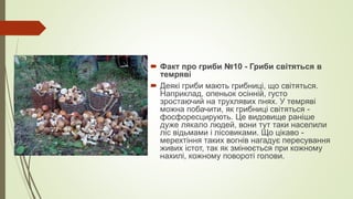  Факт про гриби №10 - Гриби світяться в
темряві
 Деякі гриби мають грибниці, що світяться.
Наприклад, опеньок осінній, густо
зростаючий на трухлявих пнях. У темряві
можна побачити, як грибниці світяться -
фосфоресцирують. Це видовище раніше
дуже лякало людей, вони тут таки населили
ліс відьмами і лісовиками. Що цікаво -
мерехтіння таких вогнів нагадує пересування
живих істот, так як змінюється при кожному
нахилі, кожному повороті голови.
 
