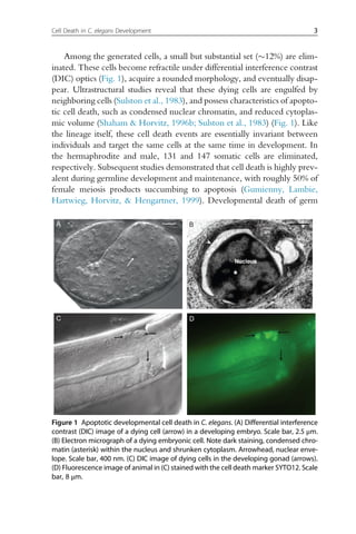 Among the generated cells, a small but substantial set (12%) are elim-
inated. These cells become refractile under differential interference contrast
(DIC) optics (Fig. 1), acquire a rounded morphology, and eventually disap-
pear. Ultrastructural studies reveal that these dying cells are engulfed by
neighboring cells (Sulston et al., 1983), and possess characteristics of apopto-
tic cell death, such as condensed nuclear chromatin, and reduced cytoplas-
mic volume (Shaham  Horvitz, 1996b; Sulston et al., 1983) (Fig. 1). Like
the lineage itself, these cell death events are essentially invariant between
individuals and target the same cells at the same time in development. In
the hermaphrodite and male, 131 and 147 somatic cells are eliminated,
respectively. Subsequent studies demonstrated that cell death is highly prev-
alent during germline development and maintenance, with roughly 50% of
female meiosis products succumbing to apoptosis (Gumienny, Lambie,
Hartwieg, Horvitz,  Hengartner, 1999). Developmental death of germ
A B
C D
Figure 1 Apoptotic developmental cell death in C. elegans. (A) Differential interference
contrast (DIC) image of a dying cell (arrow) in a developing embryo. Scale bar, 2.5 μm.
(B) Electron micrograph of a dying embryonic cell. Note dark staining, condensed chro-
matin (asterisk) within the nucleus and shrunken cytoplasm. Arrowhead, nuclear enve-
lope. Scale bar, 400 nm. (C) DIC image of dying cells in the developing gonad (arrows).
(D) Fluorescence image of animal in (C) stained with the cell death marker SYTO12. Scale
bar, 8 μm.
3
Cell Death in C. elegans Development
 