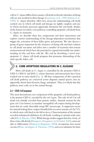 cells in C. elegans differs from somatic cell death in that the identities of dying
cells are not ascribed to their lineage (Gumienny et al., 1999; Sulston et al.,
1983). C. elegans therefore offers two arenas for understanding cell death
control: one in which cell death and lineage are tightly coupled, and one
in which stochastic processes apparently determine life and death. Studies
of the former revealed a core pathway controlling apoptotic cell death from
C. elegans to mammals.
Here, we describe these key components and their interactions and
explore current understanding of the lineage-dependent mechanisms that
trigger the activation of these killer genes and proteins. We also discuss a
group of genes important for the clearance of dying cells and their relation
to cell death execution and delve into a number of mysteries that remain
unanswered and which have the potential to expand and modify our under-
standing of why and how cells die. We end by describing a novel non-
apoptotic C. elegans cell death program that promotes dismantling of the
male-specific linker cell.
2. CORE APOPTOSIS REGULATORS IN C. ELEGANS
Most cell death in C. elegans is controlled by the proteins CED-3,
CED-4, CED-9, and EGL-1, whose functions and interactions have been
worked out in some detail (Fig. 2). All four components of this canonical
cell death pathway are conserved across disparate animal species, but are
apparently absent from bacteria, fungi, and plants. Thus, it is likely that this
pathway arose early on in the animal lineage.
2.1 CED-3/Caspase
The most downstream core component of the apoptotic cell death pathway
is the protein CED-3, encoded by the ced-3 gene. The role of ced-3 in cell
death was initially revealed from genetic studies. Animals mutant for the
gene ced-1 (see below) accumulate unengulfed cell corpses during develop-
ment that are easily detectable using DIC microscopy. A suppressor screen
for animals lacking these corpses identified the recessive mutant ced-3(n717),
in which most cells fated to die fail to do so. Characterization of the mutant
revealed widespread inhibition of cell death, resulting in animals with extra
cells (Ellis  Horvitz, 1986). While lineage studies suggest that few, if any, of
these extra cells divide (Hoeppner, Hengartner,  Schnabel, 2001), some are
able to differentiate (Shaham  Bargmann, 2002), incorporate into neural
circuits (White, Southgate,  Thomson, 1991), and even substitute for their
4 Jennifer Zuckerman Malin and Shai Shaham
 