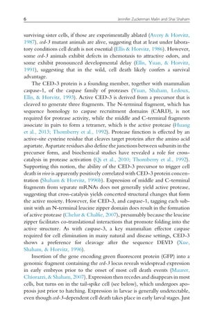 surviving sister cells, if those are experimentally ablated (Avery  Horvitz,
1987). ced-3 mutant animals are alive, suggesting that at least under labora-
tory conditions cell death is not essential (Ellis  Horvitz, 1986). However,
some ced-3 animals exhibit defects in chemotaxis to attractive odors, and
some exhibit pronounced developmental delay (Ellis, Yuan,  Horvitz,
1991), suggesting that in the wild, cell death likely confers a survival
advantage.
The CED-3 protein is a founding member, together with mammalian
caspase-1, of the caspase family of proteases (Yuan, Shaham, Ledoux,
Ellis,  Horvitz, 1993). Active CED-3 is derived from a precursor that is
cleaved to generate three fragments. The N-terminal fragment, which has
sequence homology to caspase recruitment domains (CARD), is not
required for protease activity, while the middle and C-terminal fragments
associate in pairs to form a tetramer, which is the active protease (Huang
et al., 2013; Thornberry et al., 1992). Protease function is effected by an
active-site cysteine residue that cleaves target proteins after the amino acid
aspartate. Aspartate residues also define the junctions between subunits in the
precursor form, and biochemical studies have revealed a role for cross-
catalysis in protease activation (Qi et al., 2010; Thornberry et al., 1992).
Supporting this notion, the ability of the CED-3 precursor to trigger cell
death in vivo is apparently positively correlated with CED-3 protein concen-
tration (Shaham  Horvitz, 1996b). Expression of middle and C-terminal
fragments from separate mRNAs does not generally yield active protease,
suggesting that cross-catalysis yields concerted structural changes that form
the active moiety. However, for CED-3, and caspase-1, tagging each sub-
unit with an N-terminal leucine zipper domain does result in the formation
of active protease (Chelur  Chalfie, 2007), presumably because the leucine
zipper facilitates co-translational interactions that promote folding into the
active structure. As with caspase-3, a key mammalian effector caspase
required for cell elimination in many natural and disease settings, CED-3
shows a preference for cleavage after the sequence DEVD (Xue,
Shaham,  Horvitz, 1996).
Insertion of the gene encoding green fluorescent protein (GFP) into a
genomic fragment containing the ced-3 locus reveals widespread expression
in early embryos prior to the onset of most cell death events (Maurer,
Chiorazzi,  Shaham, 2007). Expression then recedes and disappears in most
cells, but turns on in the tail-spike cell (see below), which undergoes apo-
ptosis just prior to hatching. Expression in larvae is generally undetectable,
even though ced-3-dependent cell death takes place in early larval stages. Just
6 Jennifer Zuckerman Malin and Shai Shaham
 