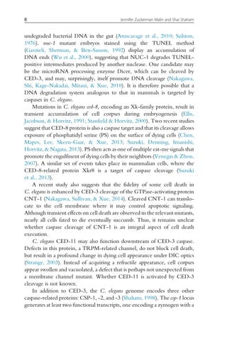 undegraded bacterial DNA in the gut (Aruscavage et al., 2010; Sulston,
1976). nuc-1 mutant embryos stained using the TUNEL method
(Gavrieli, Sherman,  Ben-Sasson, 1992) display an accumulation of
DNA ends (Wu et al., 2000), suggesting that NUC-1 degrades TUNEL-
positive intermediates produced by another nuclease. One candidate may
be the microRNA processing enzyme Dicer, which can be cleaved by
CED-3, and may, surprisingly, itself promote DNA cleavage (Nakagawa,
Shi, Kage-Nakadai, Mitani,  Xue, 2010). It is therefore possible that a
DNA degradation system analogous to that in mammals is targeted by
caspases in C. elegans.
Mutations in C. elegans ced-8, encoding an Xk-family protein, result in
transient accumulation of cell corpses during embryogenesis (Ellis,
Jacobson,  Horvitz, 1991; Stanfield  Horvitz, 2000). Two recent studies
suggest that CED-8 protein is also a caspase target and that its cleavage allows
exposure of phosphatidyl serine (PS) on the surface of dying cells (Chen,
Mapes, Lee, Skeen-Gaar,  Xue, 2013; Suzuki, Denning, Imanishi,
Horvitz,  Nagata, 2013). PS then acts as one of multiple eat-me signals that
promote the engulfment of dying cells by their neighbors (Venegas  Zhou,
2007). A similar set of events takes place in mammalian cells, where the
CED-8-related protein Xkr8 is a target of caspase cleavage (Suzuki
et al., 2013).
A recent study also suggests that the fidelity of some cell death in
C. elegans is enhanced by CED-3 cleavage of the GTPase-activating protein
CNT-1 (Nakagawa, Sullivan,  Xue, 2014). Cleaved CNT-1 can translo-
cate to the cell membrane where it may control apoptotic signaling.
Although transient effects on cell death are observed in the relevant mutants,
nearly all cells fated to die eventually succumb. Thus, it remains unclear
whether caspase cleavage of CNT-1 is an integral aspect of cell death
execution.
C. elegans CED-11 may also function downstream of CED-3 caspase.
Defects in this protein, a TRPM-related channel, do not block cell death,
but result in a profound change in dying cell appearance under DIC optics
(Strange, 2003). Instead of acquiring a refractile appearance, cell corpses
appear swollen and vacuolated, a defect that is perhaps not unexpected from
a membrane channel mutant. Whether CED-11 is activated by CED-3
cleavage is not known.
In addition to CED-3, the C. elegans genome encodes three other
caspase-related proteins: CSP-1, -2, and -3 (Shaham, 1998). The csp-1 locus
generates at least two functional transcripts, one encoding a zymogen with a
8 Jennifer Zuckerman Malin and Shai Shaham
 