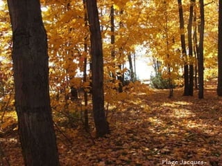 Plage Jacques-Cartier 