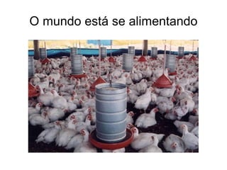 O mundo está se alimentando 