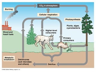 Learn about ecology and the different types of ecosystem | PPT