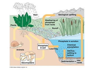 Learn about ecology and the different types of ecosystem | PPT