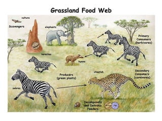 Learn about ecology and the different types of ecosystem | PPT