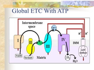 Global ETC With ATP 
 
