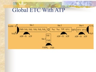 Global ETC With ATP 
Site 1 
NADH + H 
NAD 
FMN FeS1 FeS2 FeS3 FeS4 FeSn Q b562 b566 FeS cyt c1 cyt c 
FeS 
FAD 
Site 2 
FADH2 FAD 
Site 3 Site 4 
cyt a cyt a3 
1/2 O2 
H2O 
ADP + Pi ATP ADP + Pi ATP ADP + Pi ATP 
 