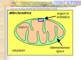 Step 1: Proton gradient is built up as a result of NADH (produced from oxidation 
reactions) feeding electrons into electron transport system. 
 