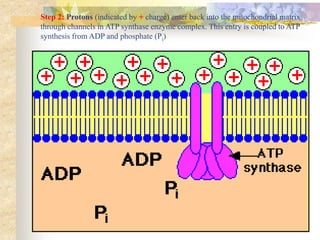 Step 2: Protons (indicated by + charge) enter back into the mitochondrial matrix 
through channels in ATP synthase enzyme complex. This entry is coupled to ATP 
synthesis from ADP and phosphate (Pi) 
 