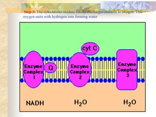 Step 3: The cytochrome oxidase finally discharges electron to oxygen. This 
oxygen units with hydrogen ions forming water 
 