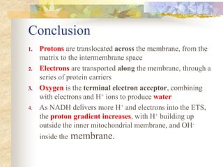 Conclusion 
1. Protons are translocated across the membrane, from the 
matrix to the intermembrane space 
2. Electrons are transported along the membrane, through a 
series of protein carriers 
3. Oxygen is the terminal electron acceptor, combining 
with electrons and H+ ions to produce water 
4. As NADH delivers more H+ and electrons into the ETS, 
the proton gradient increases, with H+ building up 
outside the inner mitochondrial membrane, and OH-inside 
the membrane. 
 