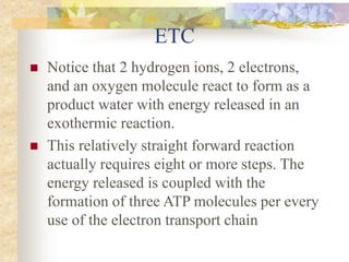 ETC 
 Notice that 2 hydrogen ions, 2 electrons, 
and an oxygen molecule react to form as a 
product water with energy released in an 
exothermic reaction. 
 This relatively straight forward reaction 
actually requires eight or more steps. The 
energy released is coupled with the 
formation of three ATP molecules per every 
use of the electron transport chain 
 