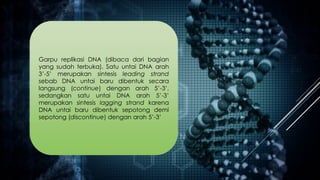 Garpu replikasi DNA (dibaca dari bagian
yang sudah terbuka). Satu untai DNA arah
3’-5’ merupakan sintesis leading strand
sebab DNA untai baru dibentuk secara
langsung (continue) dengan arah 5’-3’,
sedangkan satu untai DNA arah 5’-3’
merupakan sintesis lagging strand karena
DNA untai baru dibentuk sepotong demi
sepotong (discontinue) dengan arah 5’-3’
 