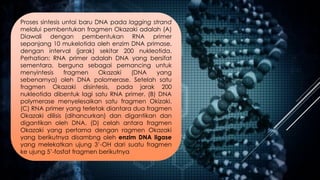 Proses sintesis untai baru DNA pada lagging strand
melalui pembentukan fragmen Okazaki adalah (A)
Diawali dengan pembentukan RNA primer
sepanjang 10 mukelotida oleh enzim DNA primase,
dengan interval (jarak) sekitar 200 nukleotida.
Perhatian: RNA primer adalah DNA yang bersifat
sementara, berguna sebagai pemancing untuk
menyintesis fragmen Okazaki (DNA yang
sebenarnya) oleh DNA polomerase. Setelah satu
fragmen Okazaki disintesis, pada jarak 200
nukleotida dibentuk lagi satu RNA primer. (B) DNA
polymerase menyelesaikan satu fragmen Okizaki.
(C) RNA primer yang terletak diantara dua fragmen
Okazaki dilisis (dihancurkan) dan digantikan dan
digantikan oleh DNA. (D) celah antara fragmen
Okazaki yang pertama dengan ragmen Okazaki
yang berikutnya disambng oleh enzim DNA ligase
yang melekatkan ujung 3’-OH dari suatu fragmen
ke ujung 5’-fosfat fragmen berikutnya
 