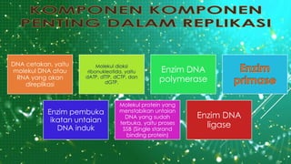 DNA cetakan, yaitu
molekul DNA atau
RNA yang akan
direplikasi
Molekul dioksi
ribonukleotida, yaitu
dATP, dTTP, dCTP, dan
dGTP.
Enzim DNA
polymerase
Enzim pembuka
ikatan untaian
DNA induk
Molekul protein yang
menstabikan untaian
DNA yang sudah
terbuka, yaitu proses
SSB (Single starand
binding protein)
Enzim DNA
ligase
 