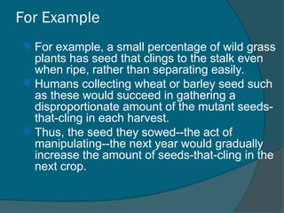 Agriculture and village life, Domestication of plants & animals | PPT