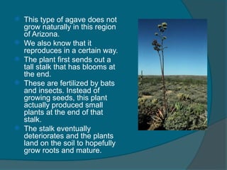 Agriculture and village life, Domestication of plants & animals | PPT