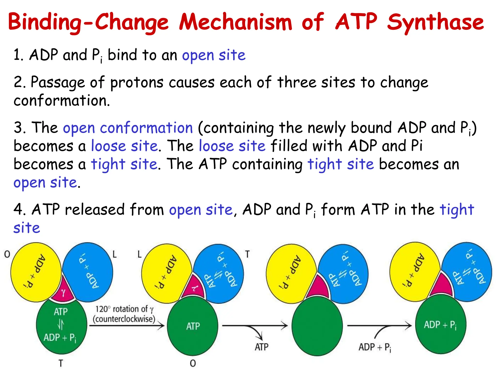 1. ADP and Pi bind to an open site
2. Passage of protons causes each of three sites to change
conformation.
3. The open conformation (containing the newly bound ADP and Pi)
becomes a loose site. The loose site filled with ADP and Pi
becomes a tight site. The ATP containing tight site becomes an
open site.
4. ATP released from open site, ADP and Pi form ATP in the tight
site
Binding-Change Mechanism of ATP Synthase
 
