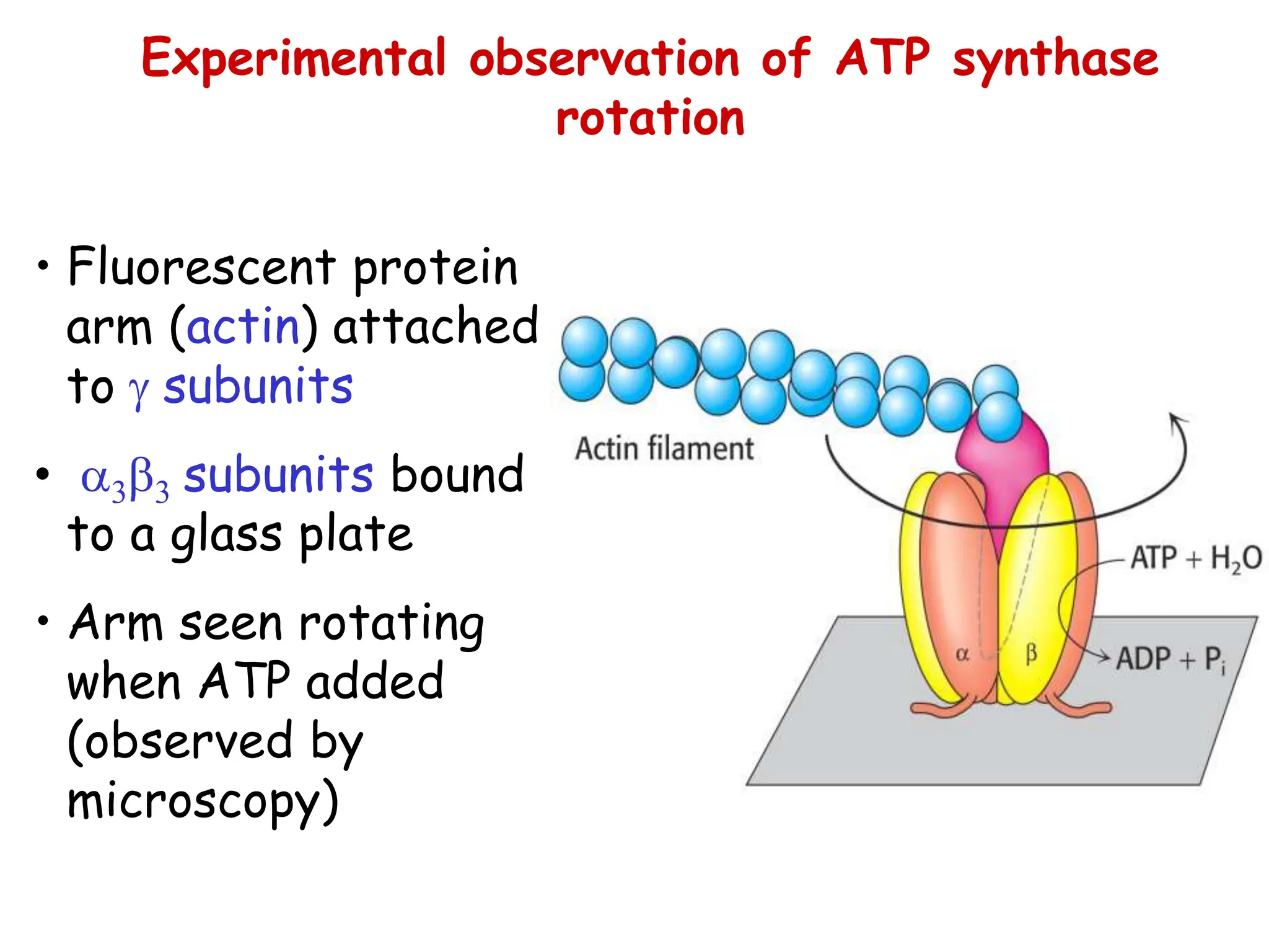 Experimental observation of ATP synthase
rotation
• Fluorescent protein
arm (actin) attached
to g subunits
• a3b3 subunits bound
to a glass plate
• Arm seen rotating
when ATP added
(observed by
microscopy)
 