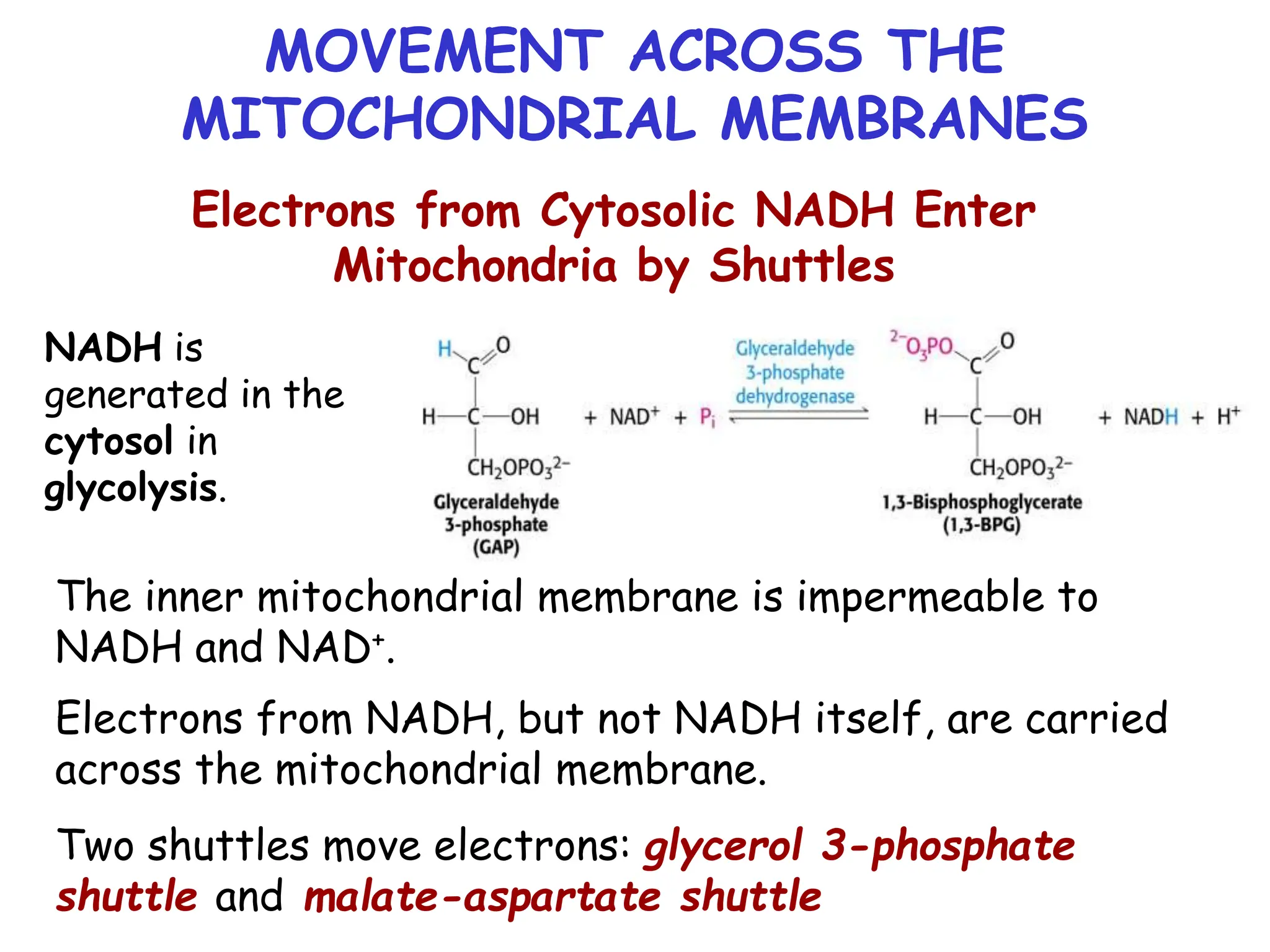 MOVEMENT ACROSS THE
MITOCHONDRIAL MEMBRANES
Electrons from Cytosolic NADH Enter
Mitochondria by Shuttles
NADH is
generated in the
cytosol in
glycolysis.
The inner mitochondrial membrane is impermeable to
NADH and NAD+.
Electrons from NADH, but not NADH itself, are carried
across the mitochondrial membrane.
Two shuttles move electrons: glycerol 3-phosphate
shuttle and malate-aspartate shuttle
 