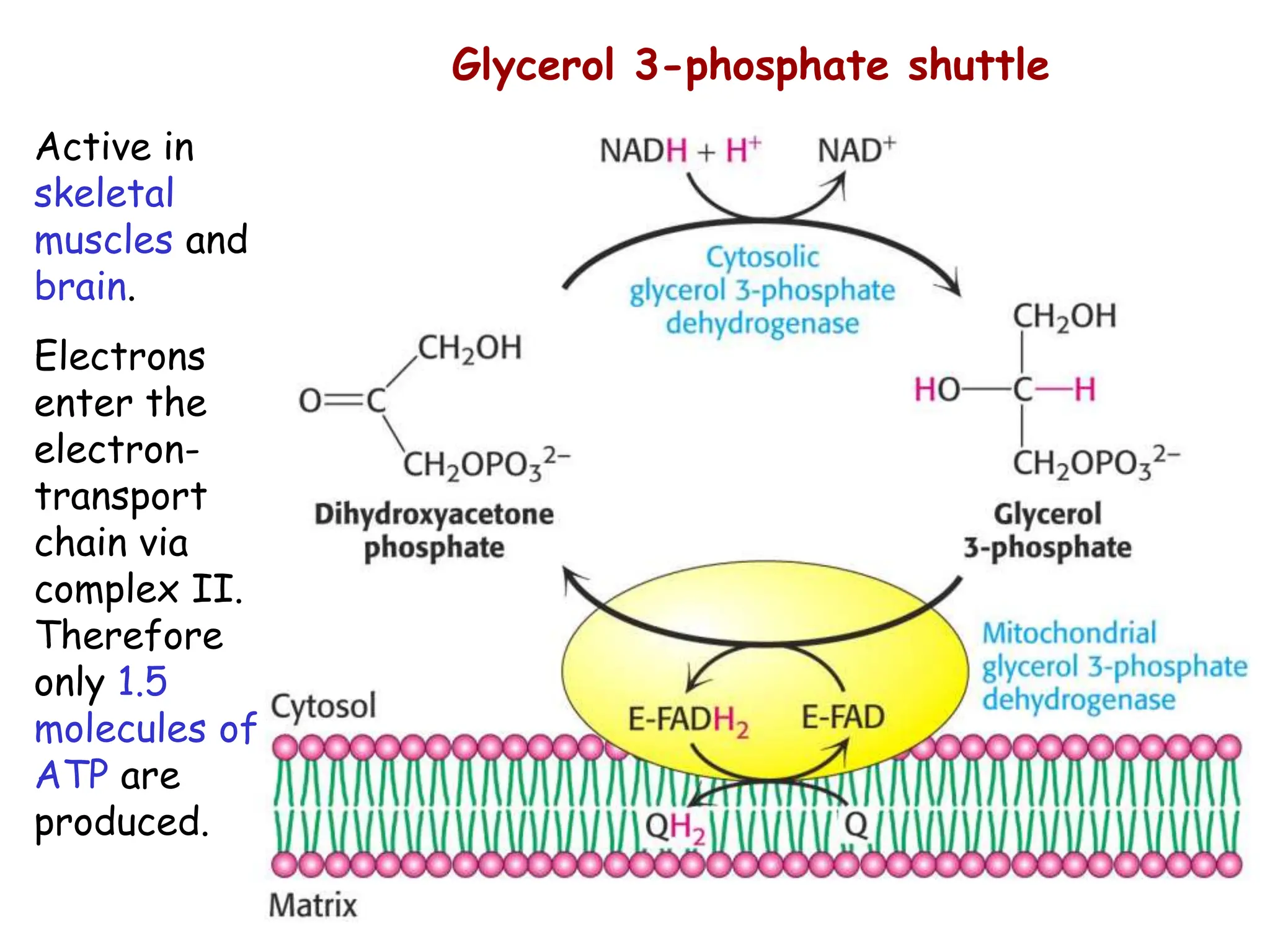 Glycerol 3-phosphate shuttle
Active in
skeletal
muscles and
brain.
Electrons
enter the
electron-
transport
chain via
complex II.
Therefore
only 1.5
molecules of
ATP are
produced.
 