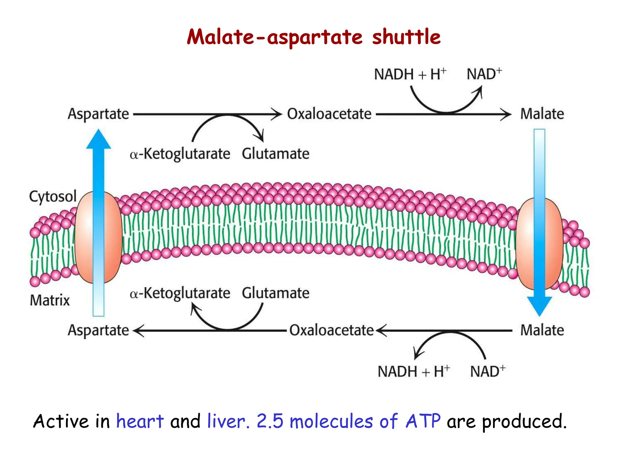 Active in heart and liver. 2.5 molecules of ATP are produced.
Malate-aspartate shuttle
 