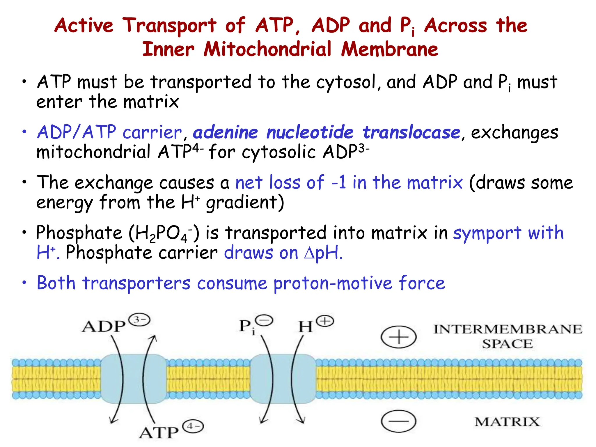 • ATP must be transported to the cytosol, and ADP and Pi must
enter the matrix
• ADP/ATP carrier, adenine nucleotide translocase, exchanges
mitochondrial ATP4- for cytosolic ADP3-
• The exchange causes a net loss of -1 in the matrix (draws some
energy from the H+ gradient)
• Phosphate (H2PO4
-) is transported into matrix in symport with
H+. Phosphate carrier draws on pH.
• Both transporters consume proton-motive force
Active Transport of ATP, ADP and Pi Across the
Inner Mitochondrial Membrane
 