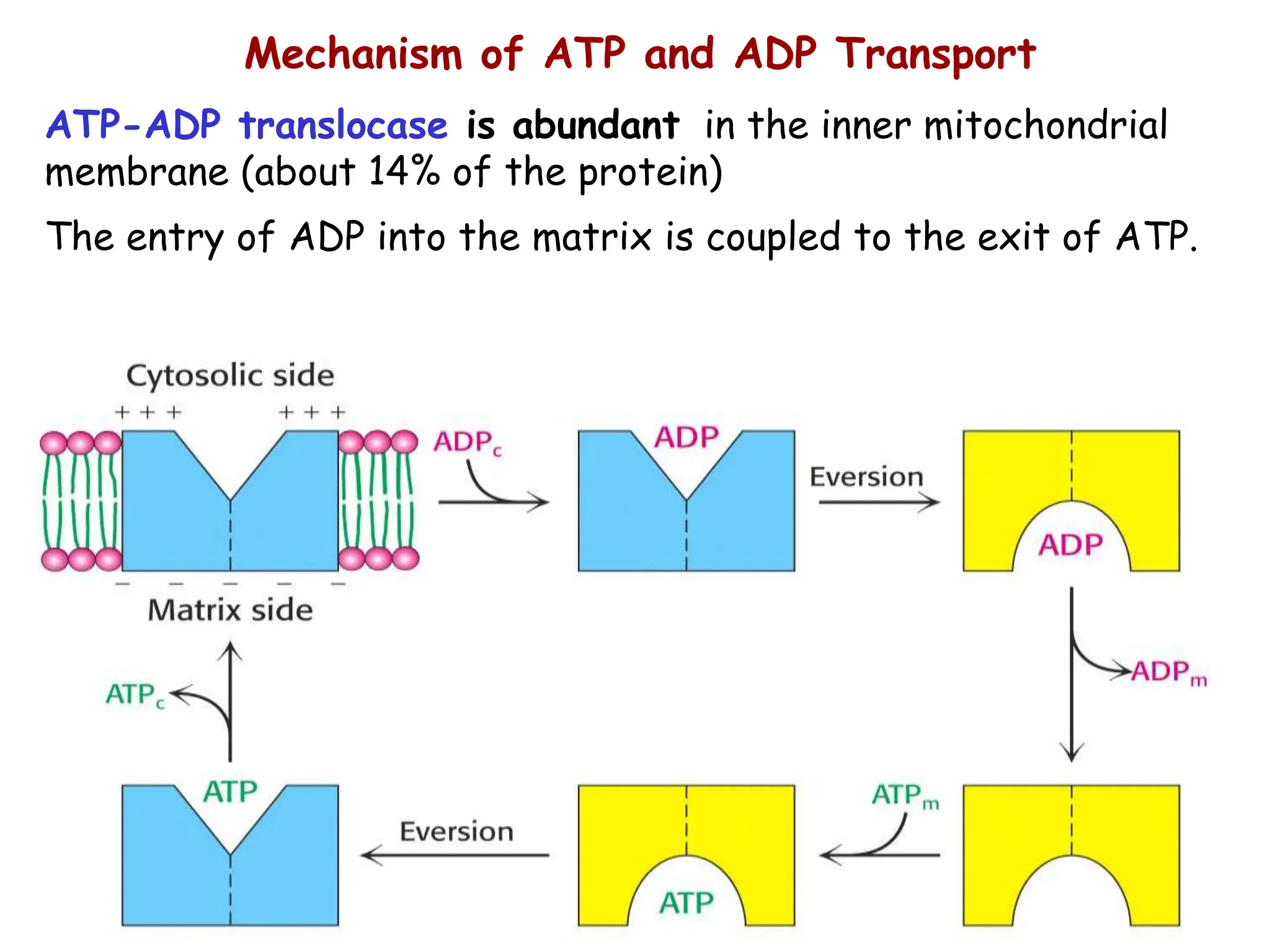 Mechanism of ATP and ADP Transport
ATP-ADP translocase is abundant in the inner mitochondrial
membrane (about 14% of the protein)
The entry of ADP into the matrix is coupled to the exit of ATP.
 