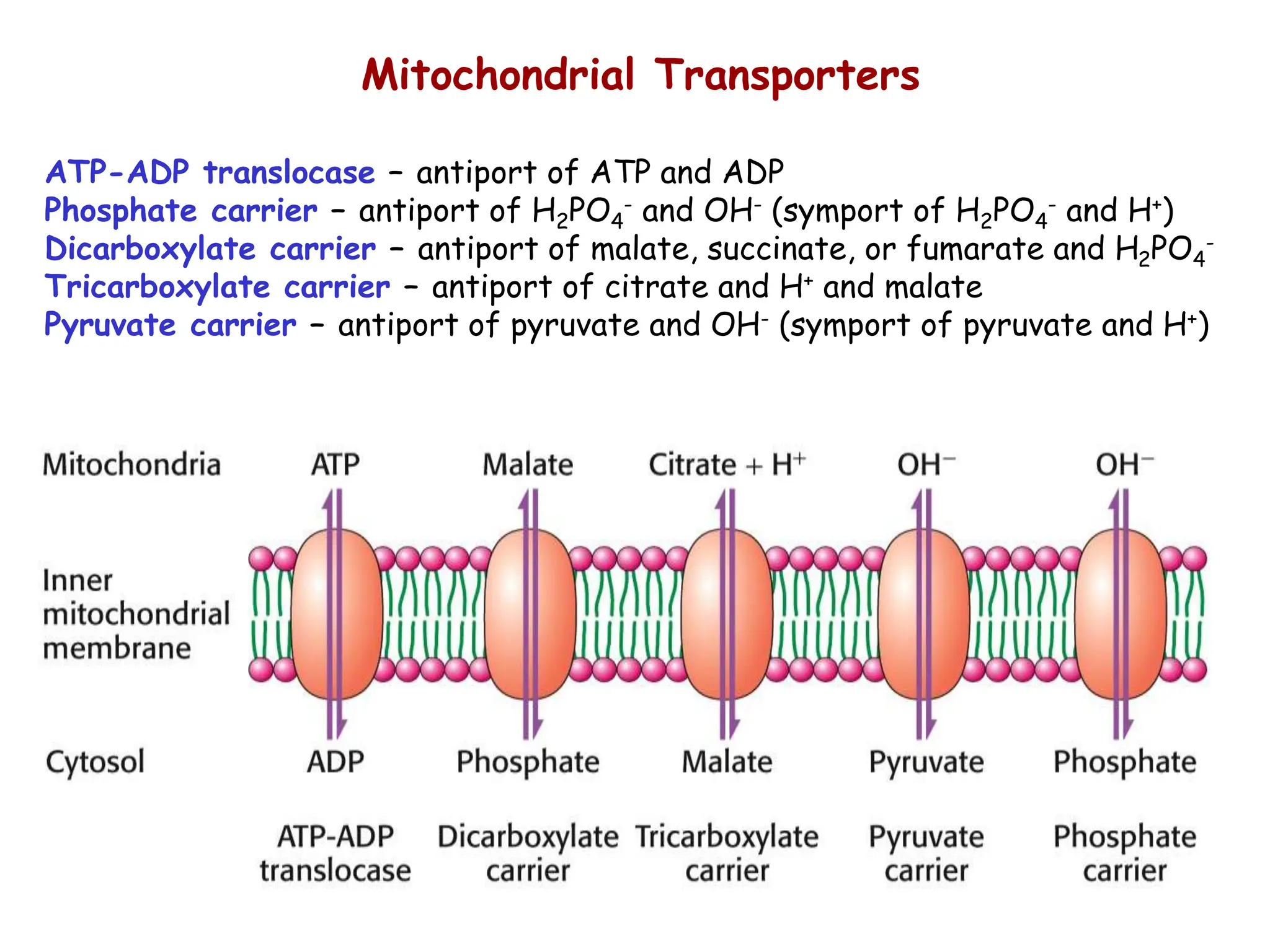 Mitochondrial Transporters
ATP-ADP translocase – antiport of ATP and ADP
Phosphate carrier – antiport of H2PO4
- and OH- (symport of H2PO4
- and H+)
Dicarboxylate carrier – antiport of malate, succinate, or fumarate and H2PO4
-
Tricarboxylate carrier – antiport of citrate and H+ and malate
Pyruvate carrier – antiport of pyruvate and OH- (symport of pyruvate and H+)
 