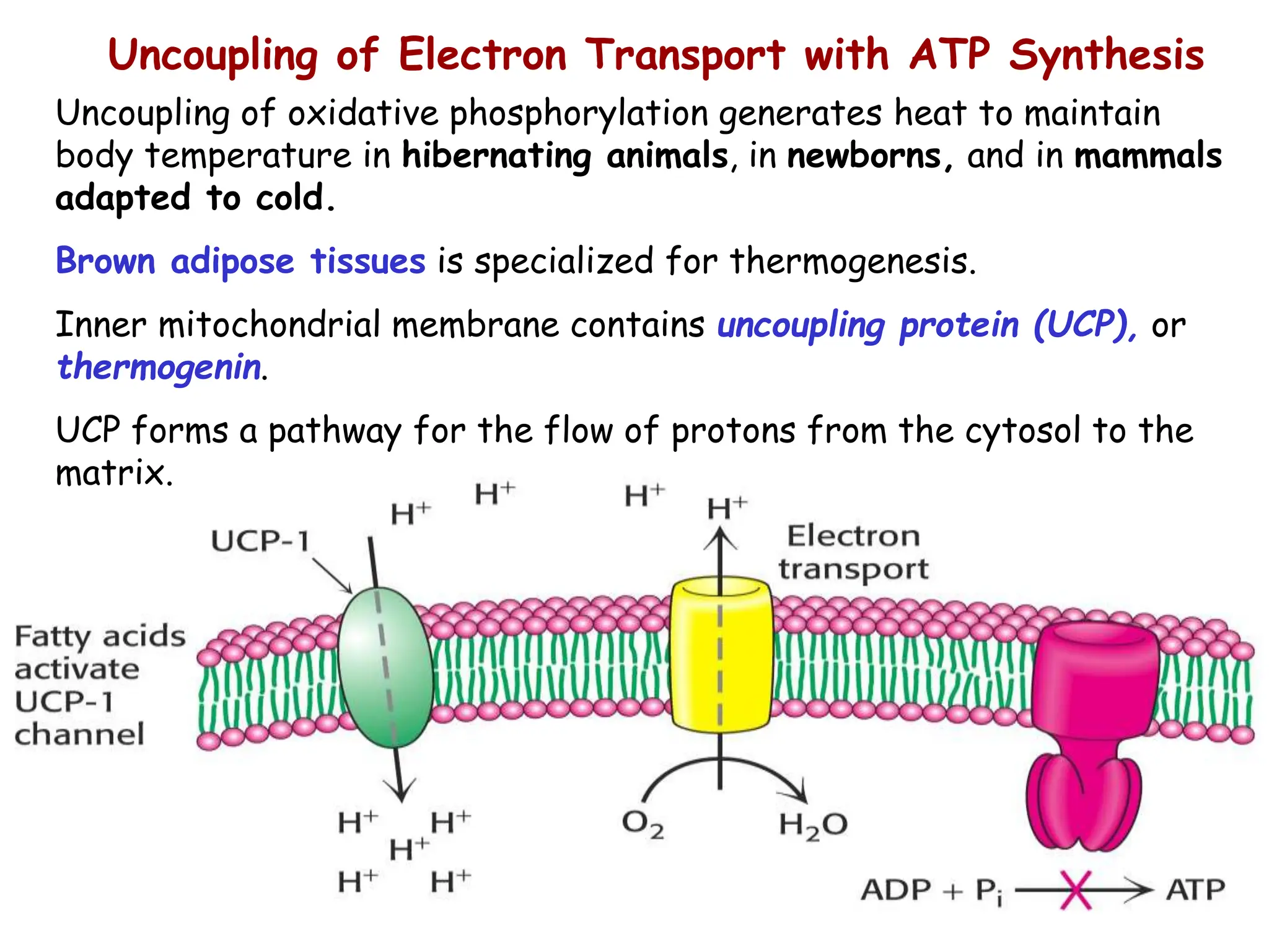 Uncoupling of Electron Transport with ATP Synthesis
Uncoupling of oxidative phosphorylation generates heat to maintain
body temperature in hibernating animals, in newborns, and in mammals
adapted to cold.
Brown adipose tissues is specialized for thermogenesis.
Inner mitochondrial membrane contains uncoupling protein (UCP), or
thermogenin.
UCP forms a pathway for the flow of protons from the cytosol to the
matrix.
 